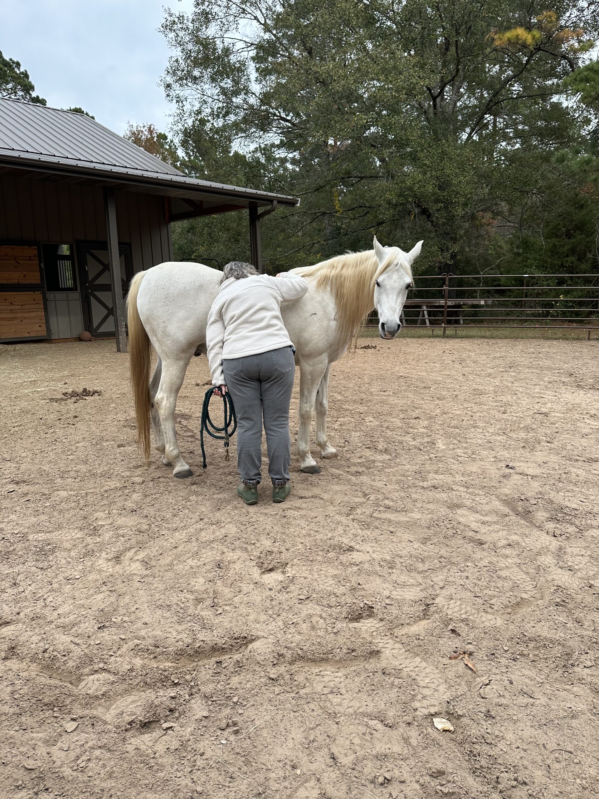 Retreat group workshop with horses