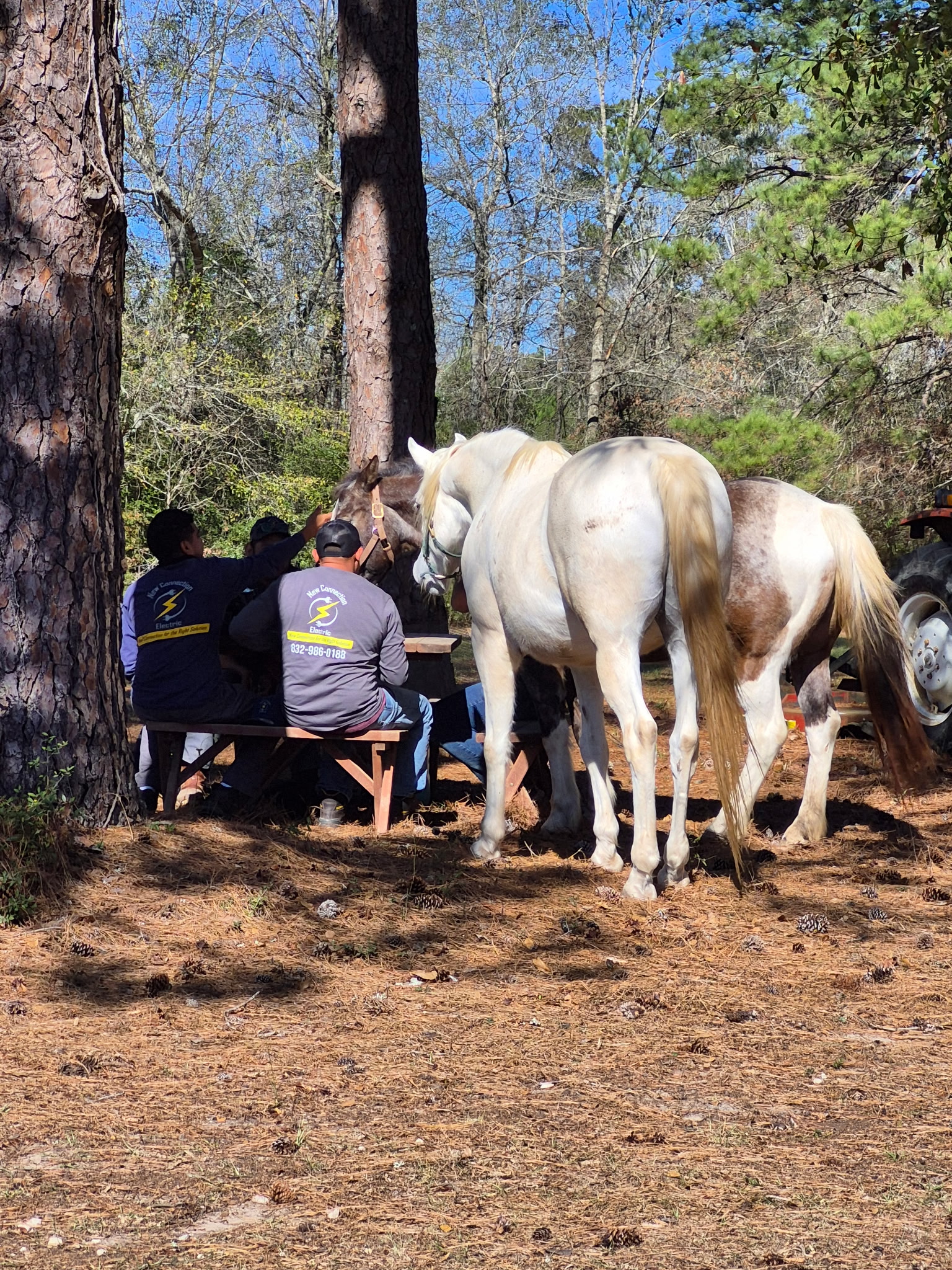 Retreat group workshop with horses