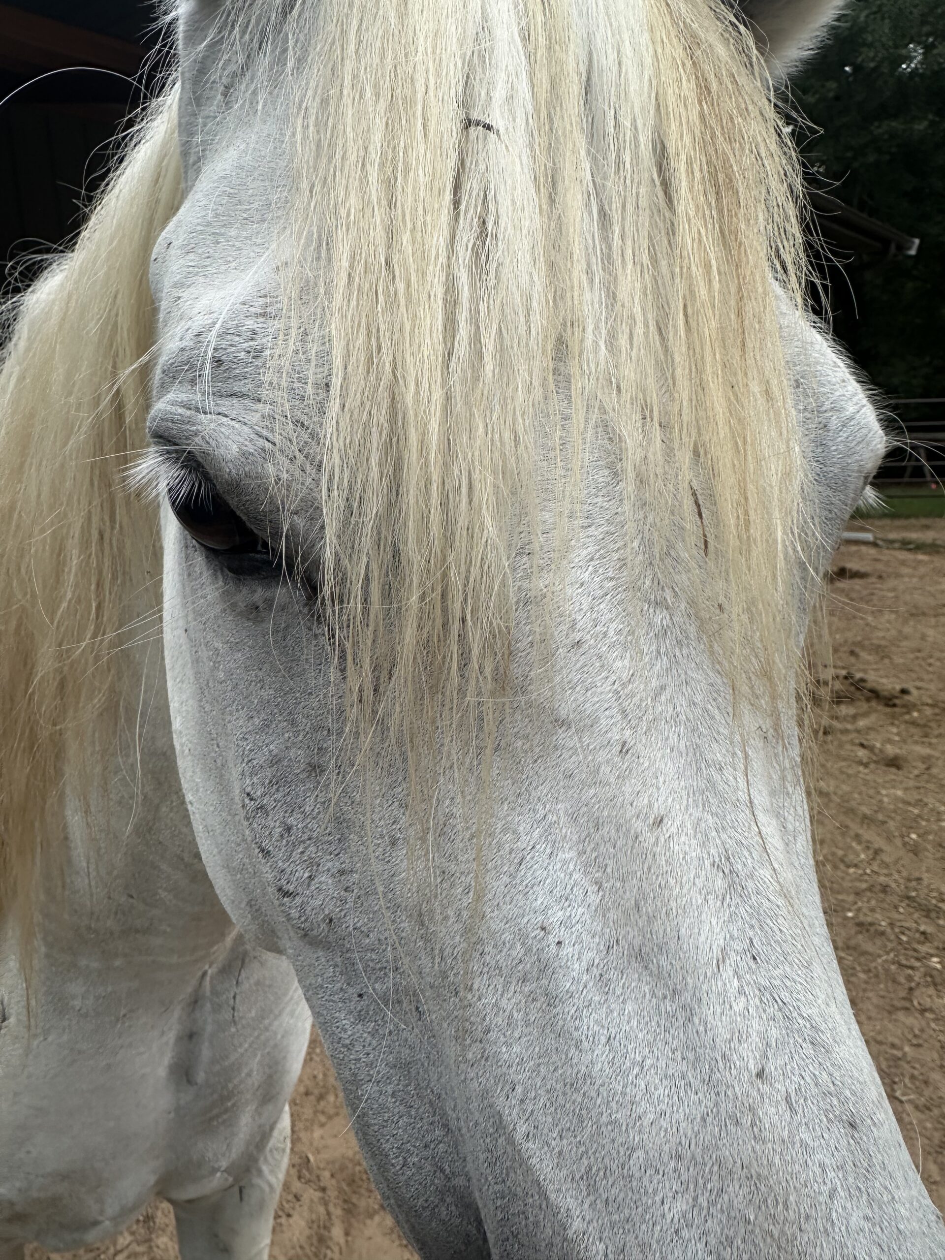 Retreat group workshop with horses